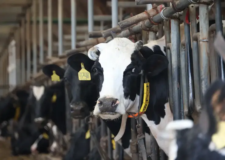 Собственникам скота, уничтоженного в Приангарье во время вспышки узелкового дерматита, выплатили компенсации