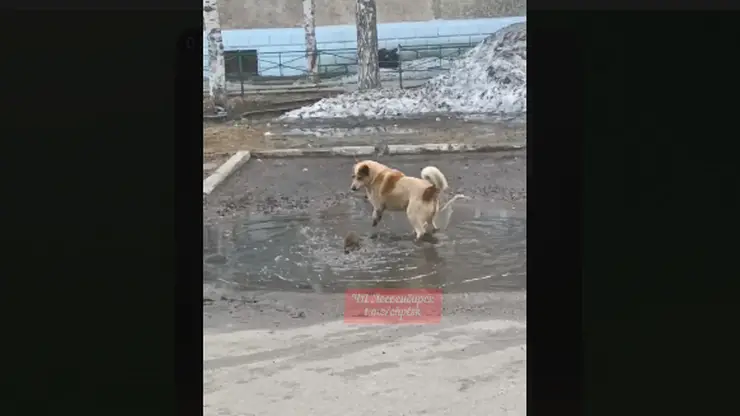 Городскую лужу не поделили в центре Лесосибирска ондатра и бездомная собака