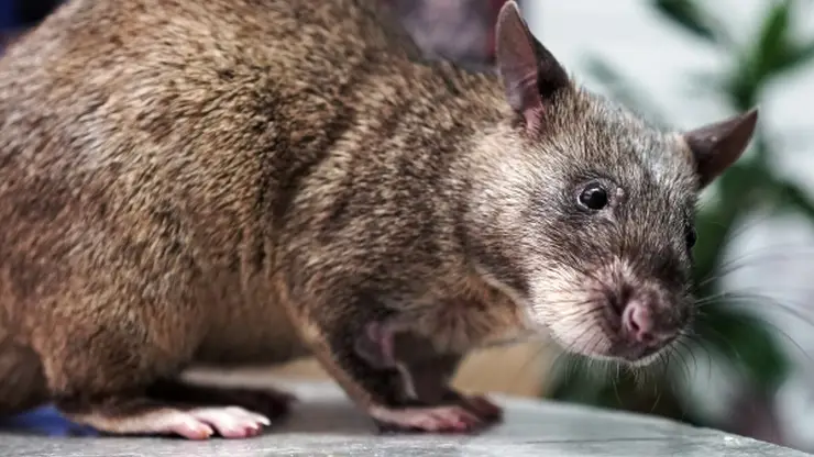 Жители Красноярского края массово жалуются на крыс на придомовых территориях