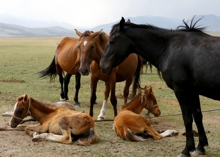 Казахи пытались незаконно вывезти из Алтая лошадей