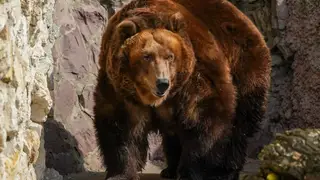 Жителям Красноярского края рассказали, как избежать встречи с медведем
